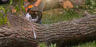 Best Hazardous Tree Removal  in Nowata, OK