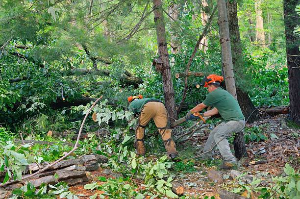 Best Lawn Renovation and Restoration  in Nowata, OK