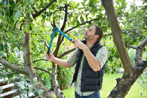 Best Fruit Tree Pruning  in Nowata, OK